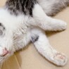 幼い猫ちゃん4匹の里親募集 サムネイル4