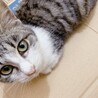 幼い猫ちゃん4匹の里親募集 サムネイル5