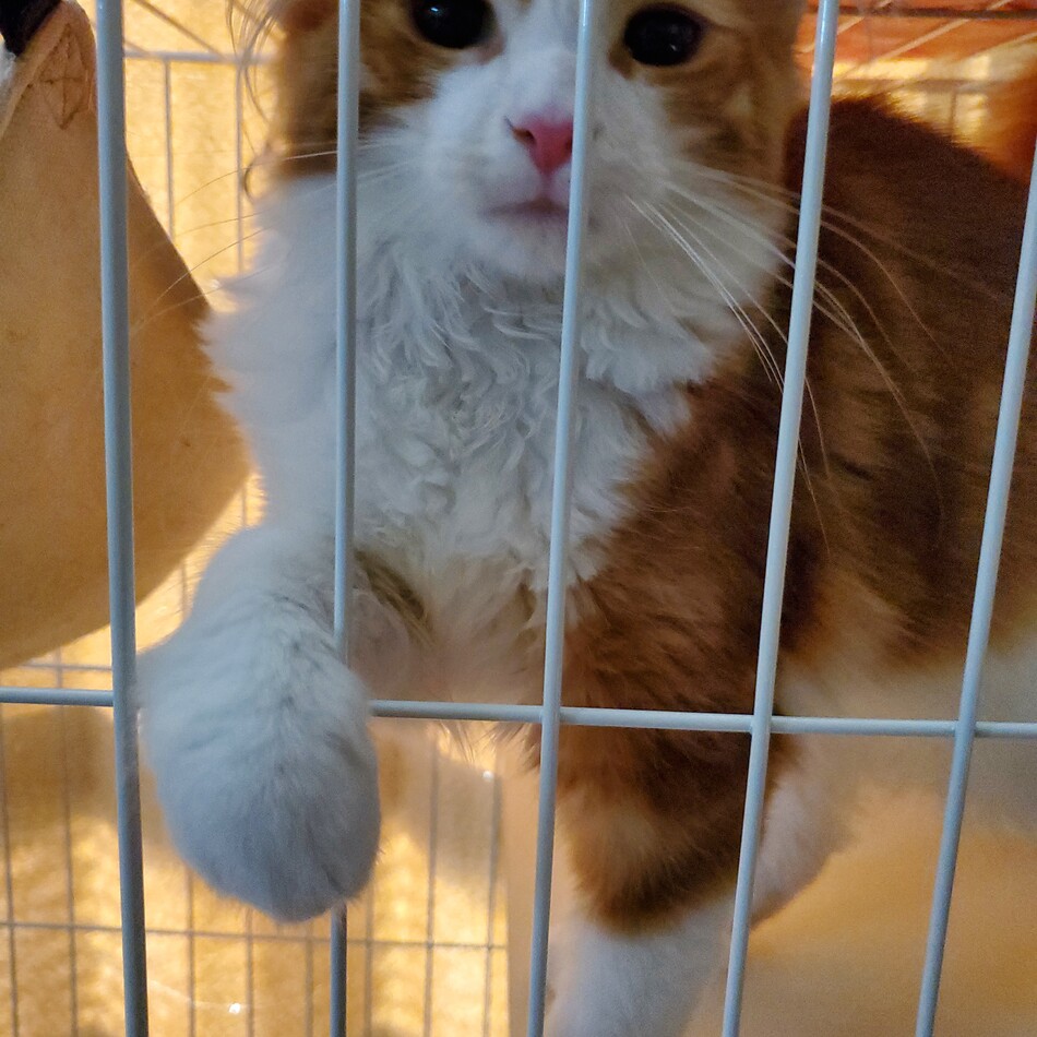 ジャスのカバー写真