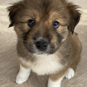天真爛漫もこふわの子犬ちゃん