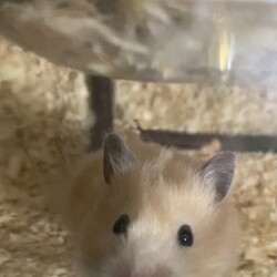 1ヵ月