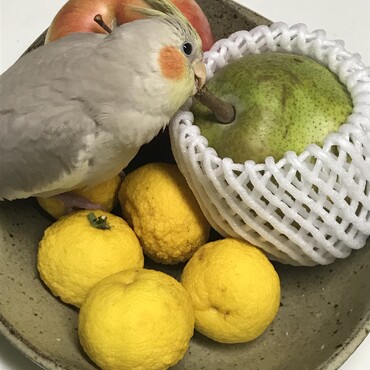 の写真