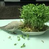 の写真