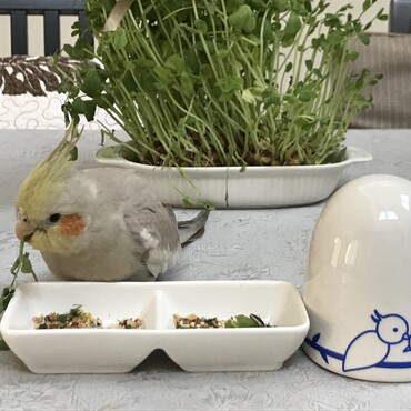 の写真