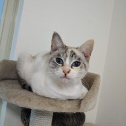 第105回　にゃん☆ぴーす猫譲渡会