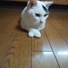五段活用 さん