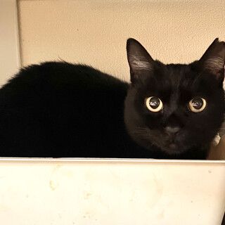 懐こい、おとなしい黒猫