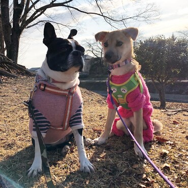 愛犬モアナと保護犬七海