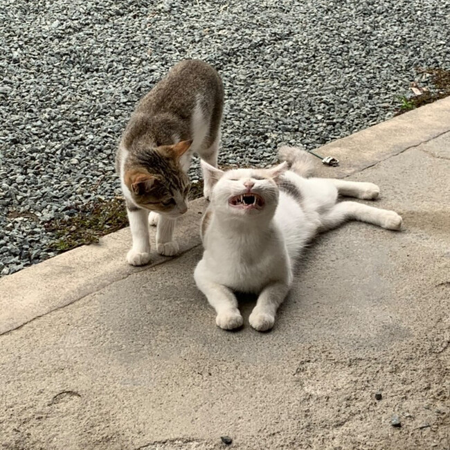 Honieyのカバー写真