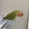 一時停止　可愛いコザクラインコ の女の子です。 サムネイル2