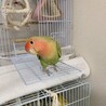 一時停止　可愛いコザクラインコ の女の子です。 サムネイル3