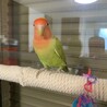 一時停止　可愛いコザクラインコ の女の子です。 サムネイル4