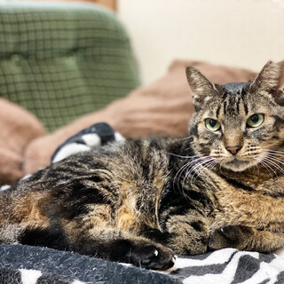 おとなしいアメショMIX