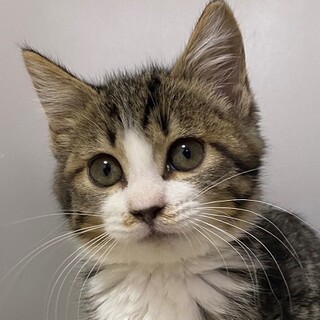 【1/3東銀座】ミラちゃん3ヵ月♪