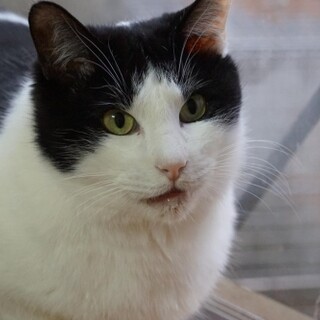 黒白かつら柄 シータ（№25）