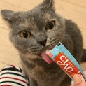 目が大きなブリティッシュの女の子2歳です！