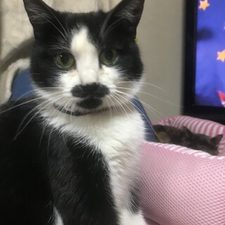 甘えん坊で食欲旺盛なシロクロちゃん