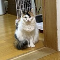 ミーシャちゃん(仮)  〜長毛三毛猫〜