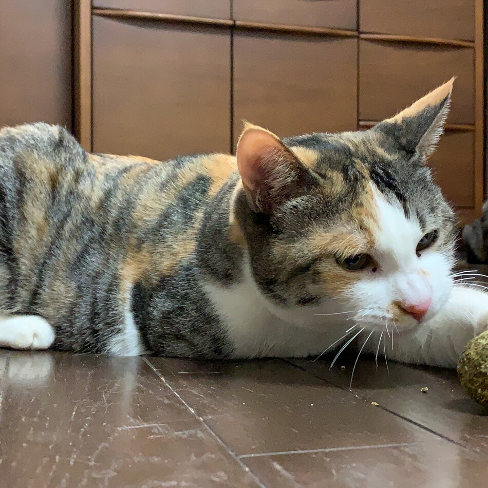 Phoebe (フィービー)のカバー写真