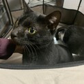 ★☆人馴れ抜群の黒猫君♂たけ☆★