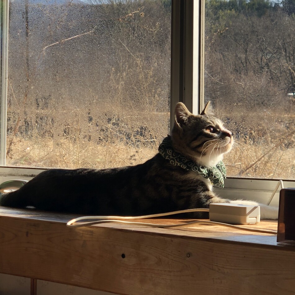 あんこのカバー写真