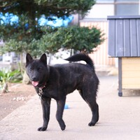 大和(ヤマト)