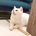 暖かいお家を！大きな瞳の美人白猫はっちゃん