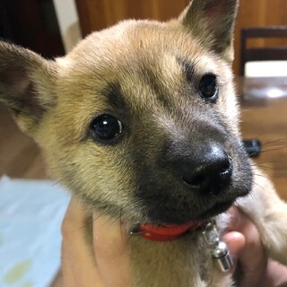 【里親様決定】ジジ♀ の幸せが見つかりました♡