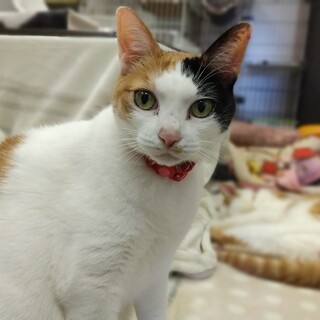 ツン多め!!ツンデレ女王様ミケコ