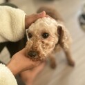 人が大好きなトイプー♀ペピィちゃん