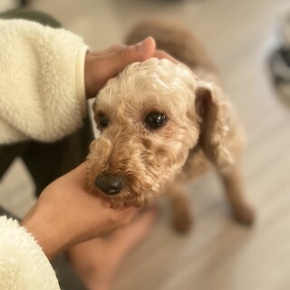 人が大好きなトイプー♀ペピィちゃん