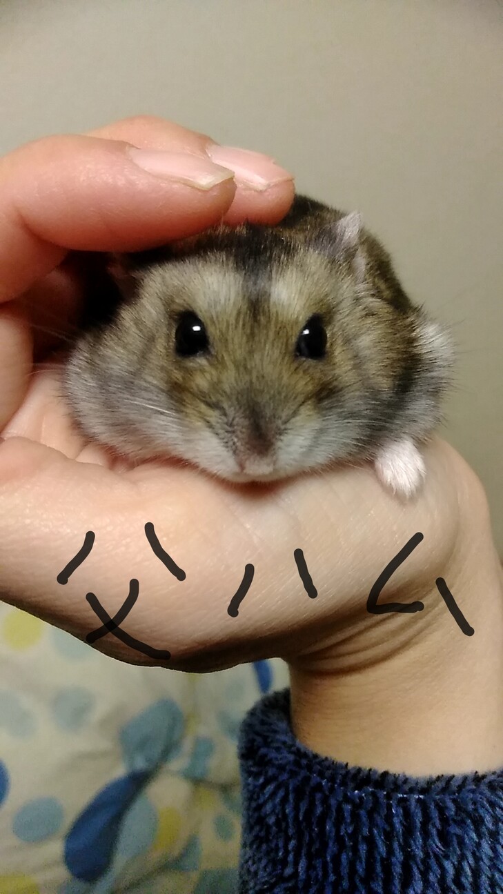 ジャンガリアンハムスター子ハム2匹の里親様募集です サムネイル2