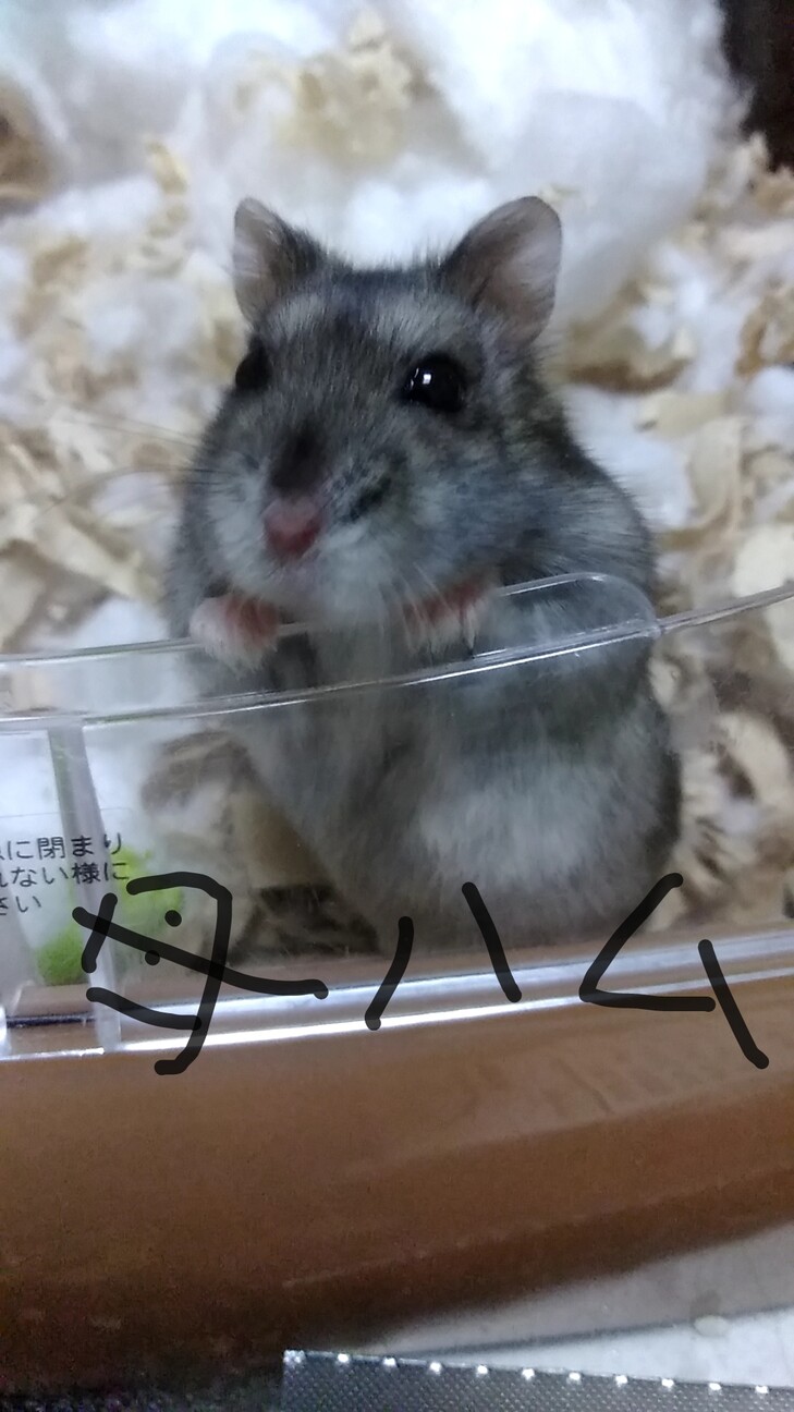 ジャンガリアンハムスター子ハム2匹の里親様募集です サムネイル3