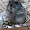 ジャンガリアンハムスター子ハム2匹の里親様募集です サムネイル3