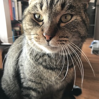 人も猫も大好きシマ♂