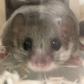 アフリカヤマネ　性別不明
