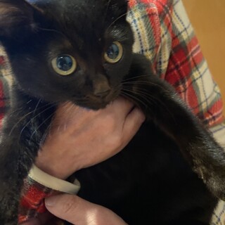 おとなしめで甘えん坊