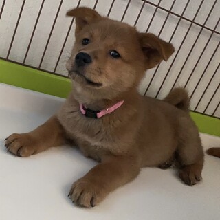 里親様決定☆キキちゃん★２ヶ月