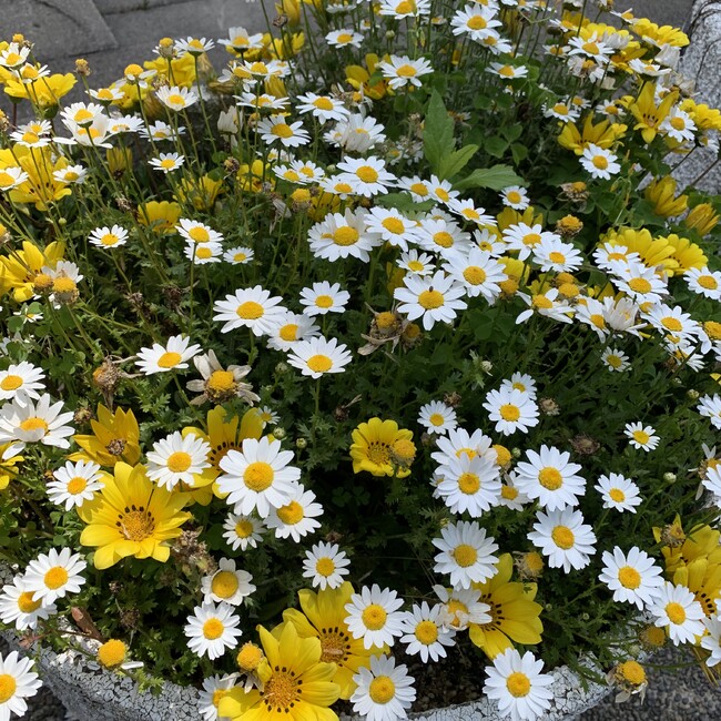 かぼのすけのカバー写真