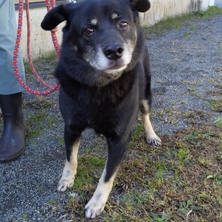 穏やかミックス犬　ちびちゃん
