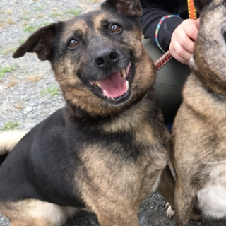 ミックス女の子９歳　クロねえ