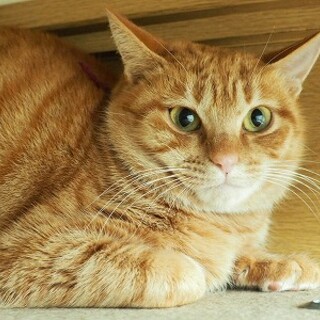 女の子は珍しい まるどら（茶トラ）「八重ちゃん」