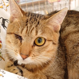 右目は見えなくてもハッスル♪ななちゃん