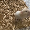 キンクマとゴールデンハムスター の赤ちゃん