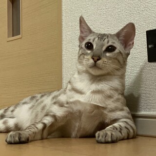 甘えん坊で人大好きなスノーベンガル【トライアル中】