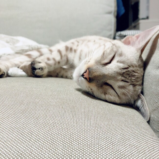 ysk868のカバー写真