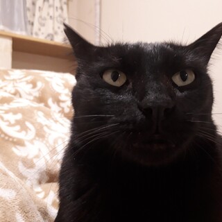 こんな僕ではダメですか？家族を待ってるにゃ。