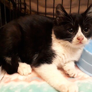 ひとりぼっちで捨てられました 