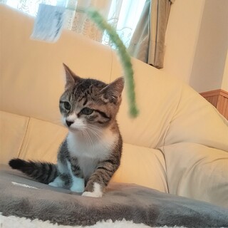 穏やかで人懐こい生後2.5ヶ月の男の子（ショウ君）