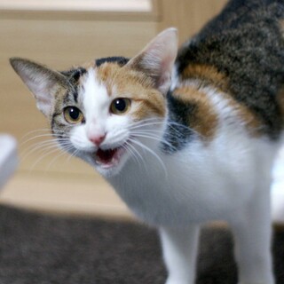 女子力高めの美形三毛猫